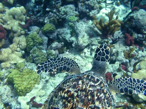 Herman's Hole - A green turtle patrols this shallow reef